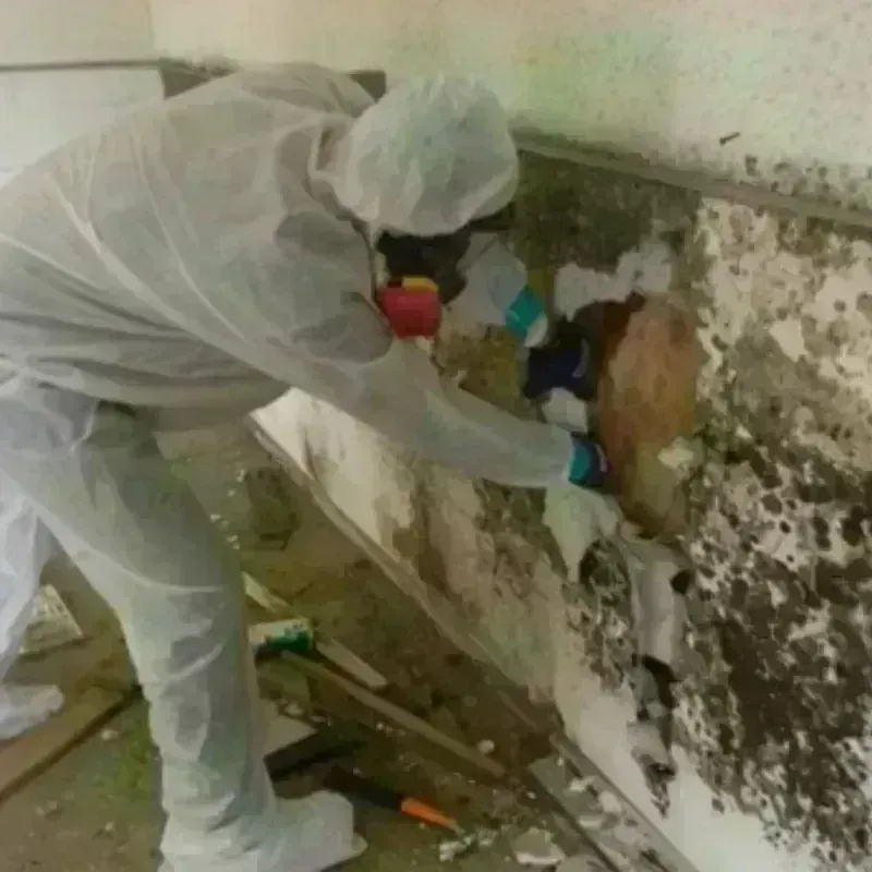 Mold Remediation and Removal in Washington, IL